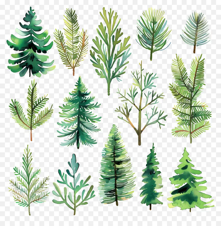 Evergreen Boughs，Lukisan Cat Air PNG