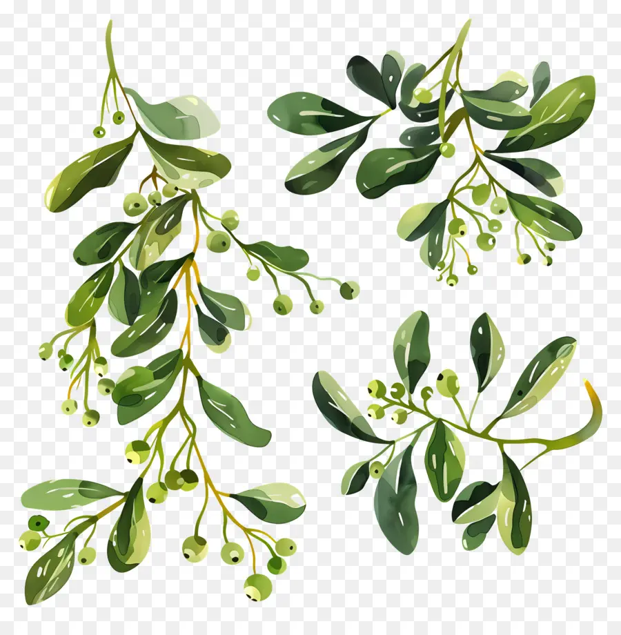 Mistletoe，Tanaman Holly PNG