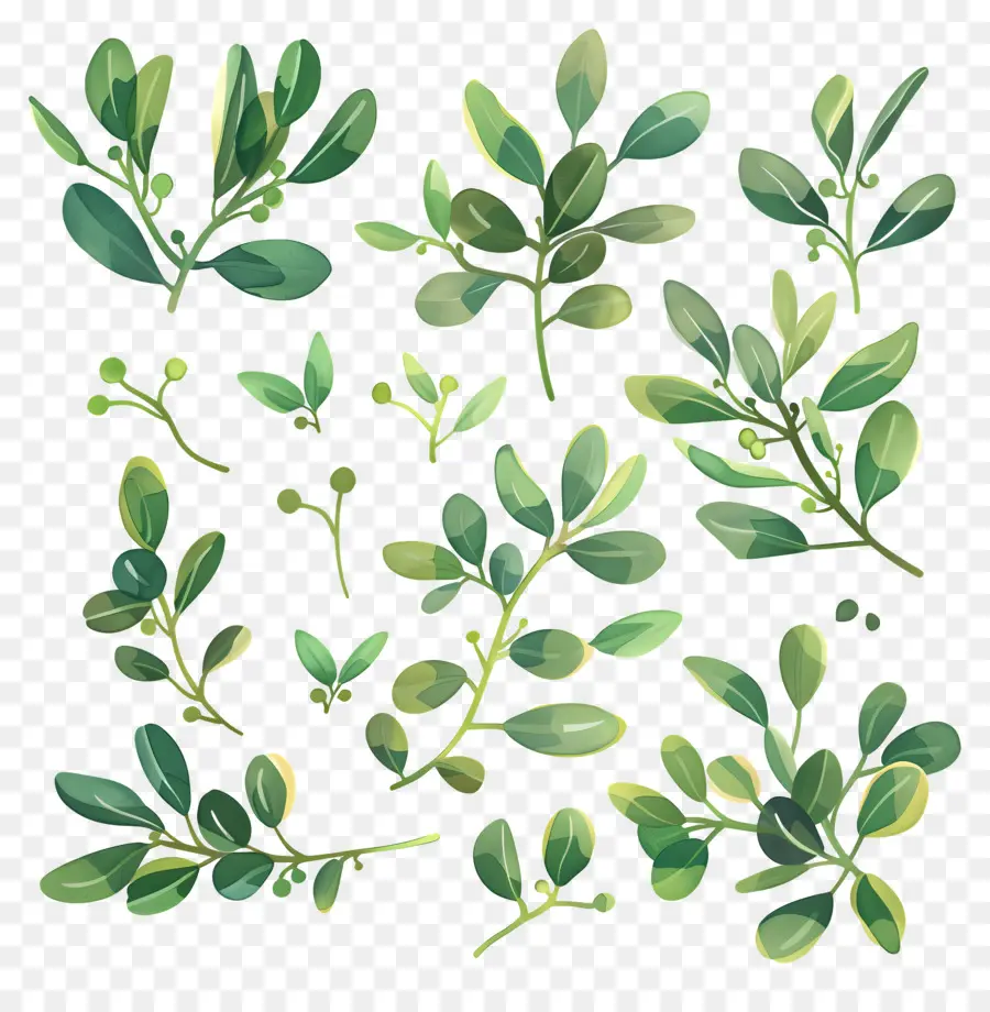 Mistletoe，Hijau Daun PNG