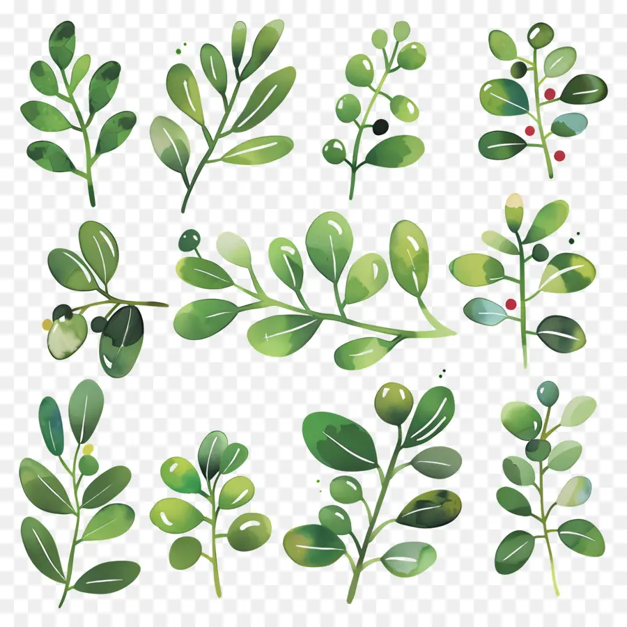 Mistletoe，Holly Bush PNG