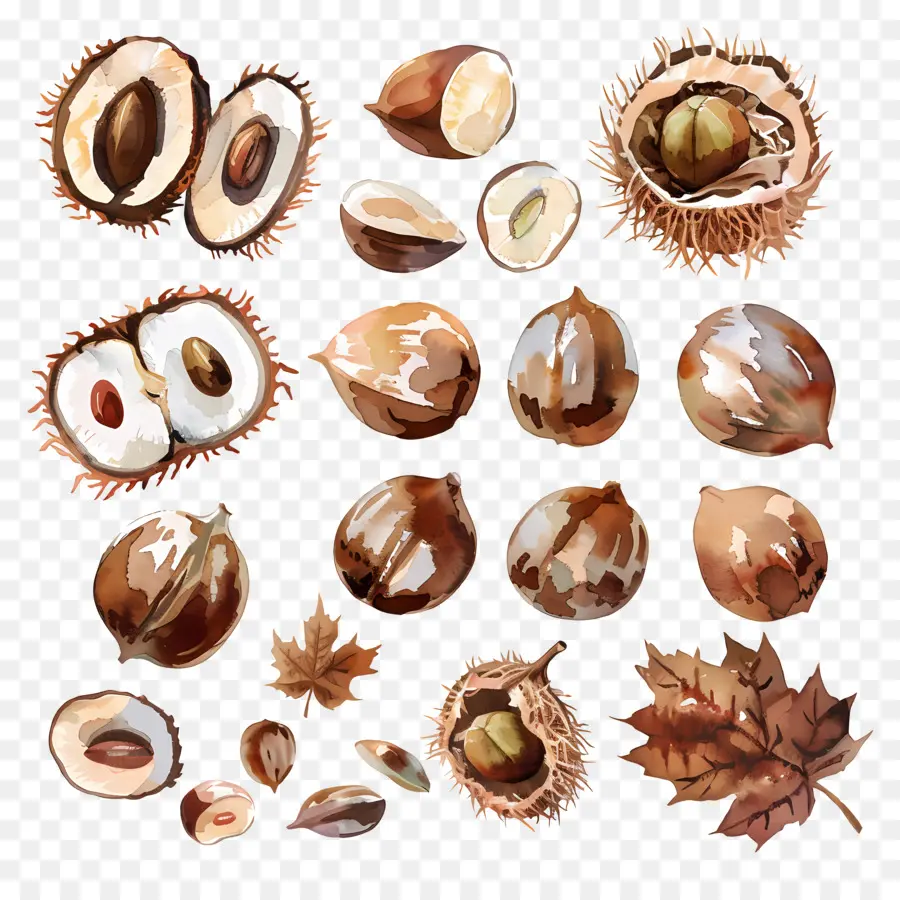 Chestnut，Kacang Kacangan PNG