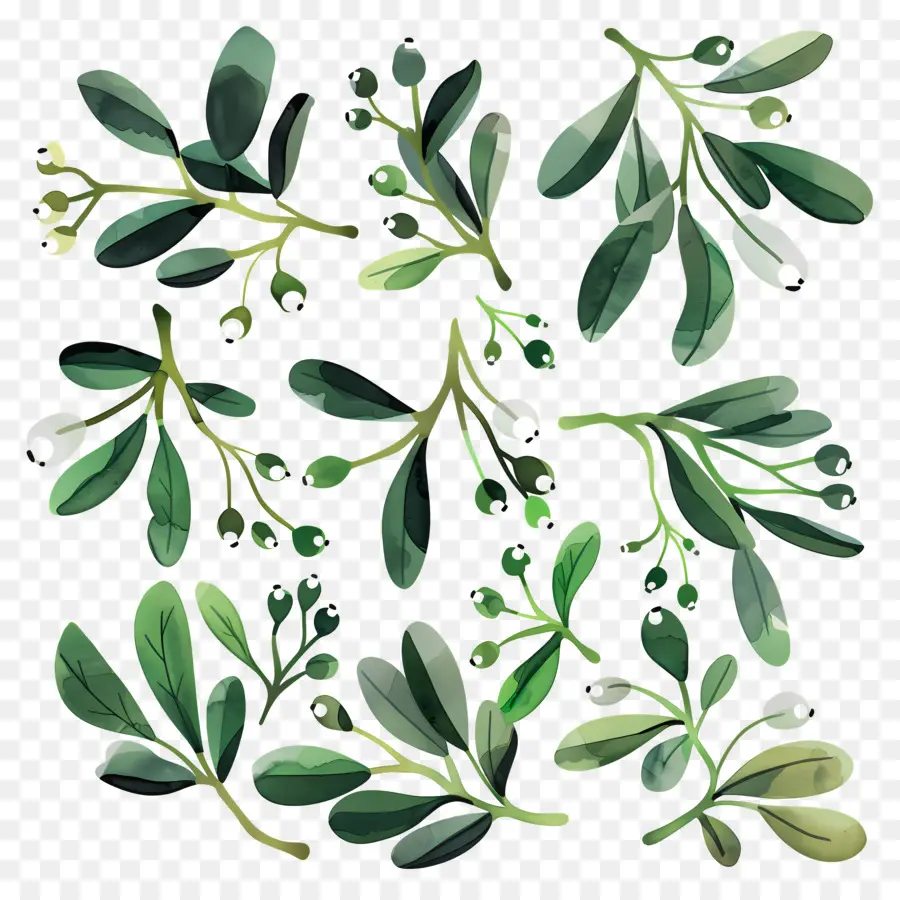 Mistletoe，Tanaman Hijau PNG