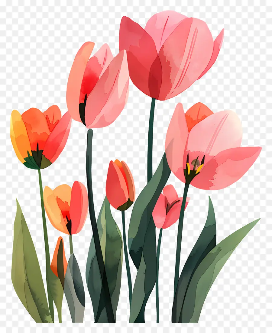 Tulip，Pink Tulips PNG