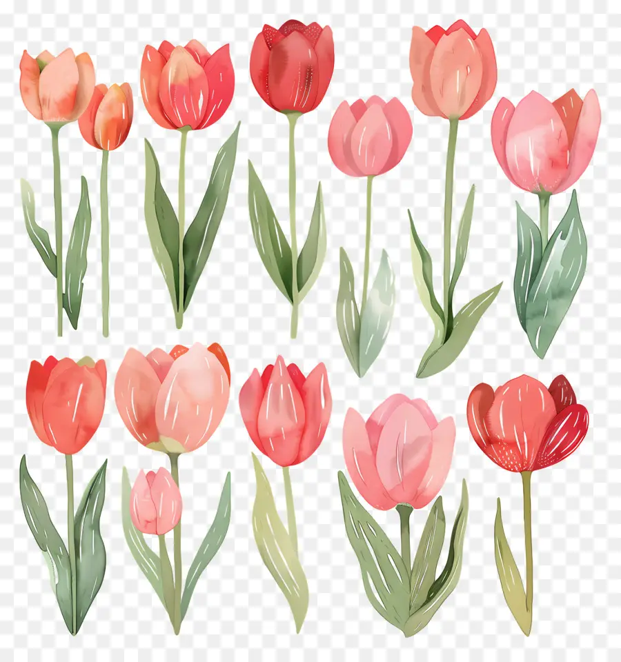 Tulip，Cat Air PNG