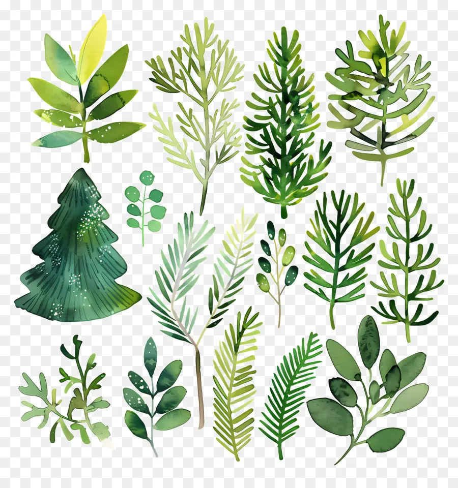 Evergreen Boughs，Lukisan Cat Air PNG