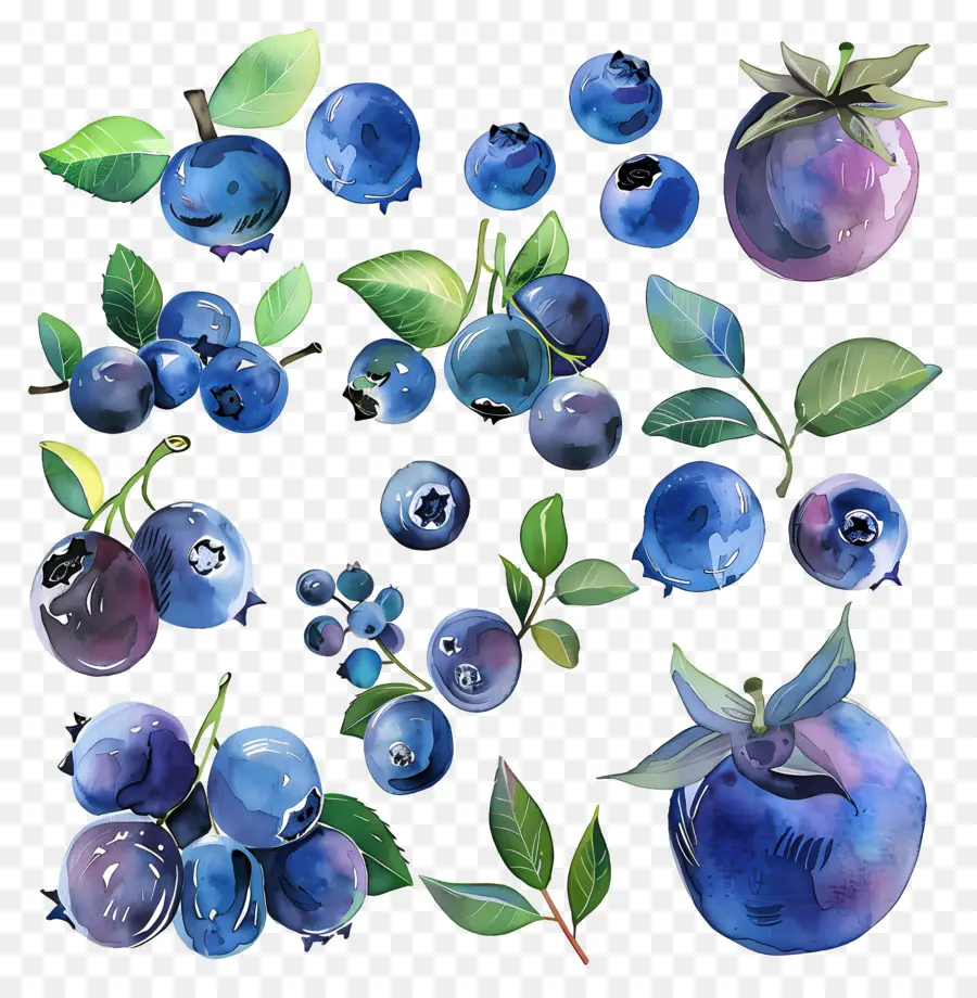 Blueberry，Blueberry PNG