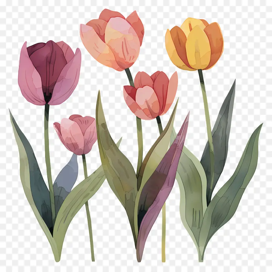 Tulip，Lukisan Cat Air PNG