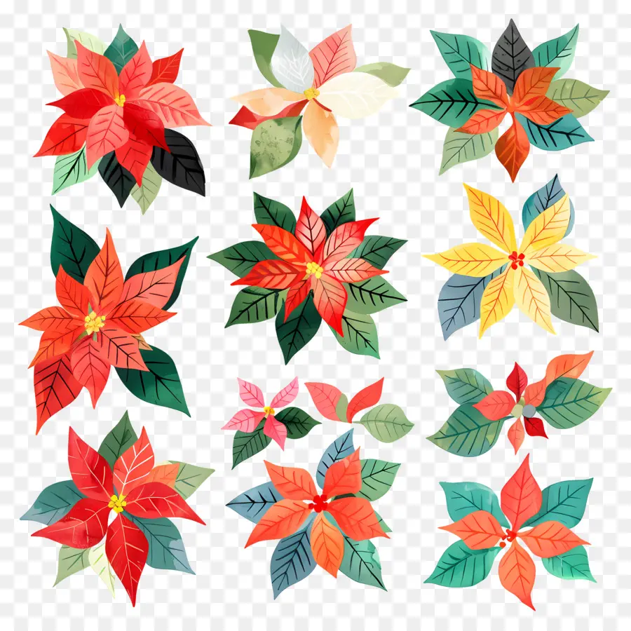 Poinsettia，Bunga Merah Dan Hijau PNG