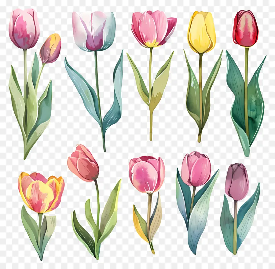 Tulip，Bunga PNG