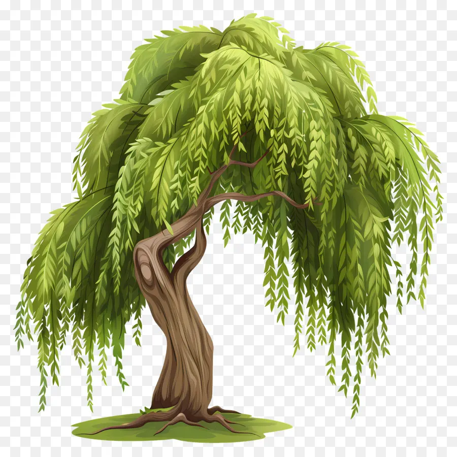 Pohon Willow，Menangis Pohon Willow PNG