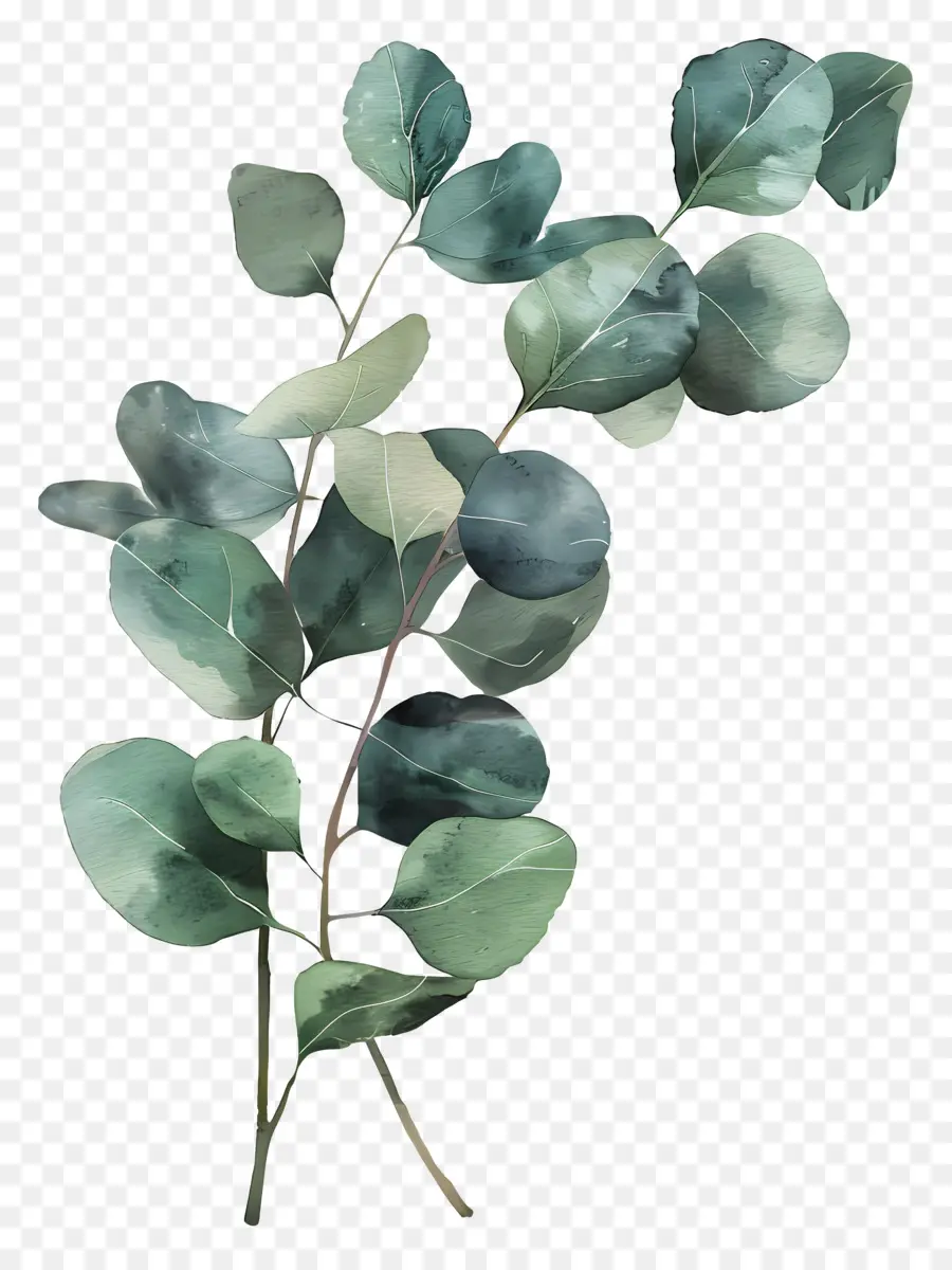 Cabang Eucalyptus，Daun PNG