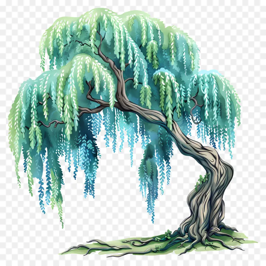 Pohon Willow，Menangis Pohon Willow PNG