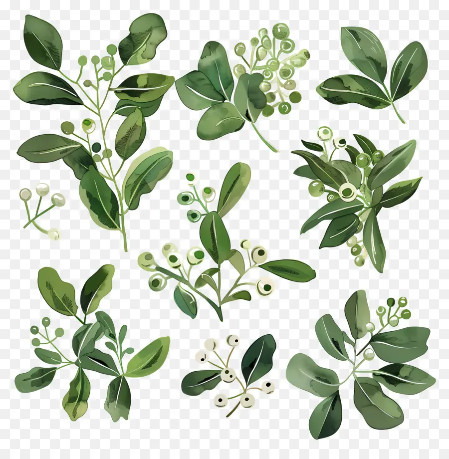 Mistletoe，Daun PNG