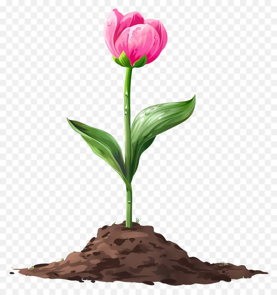 Bunga Merah Muda，Pink Tulip PNG