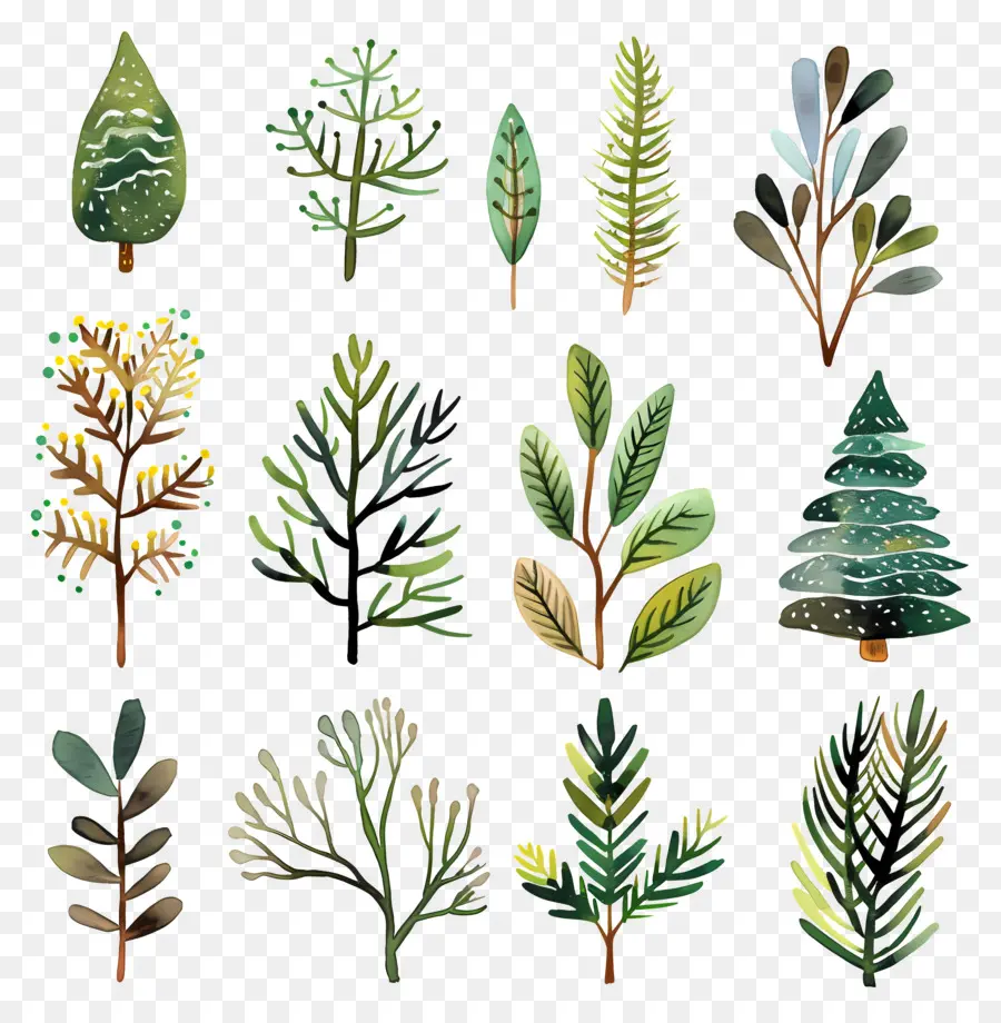 Evergreen Boughs，Cat Air Daun PNG