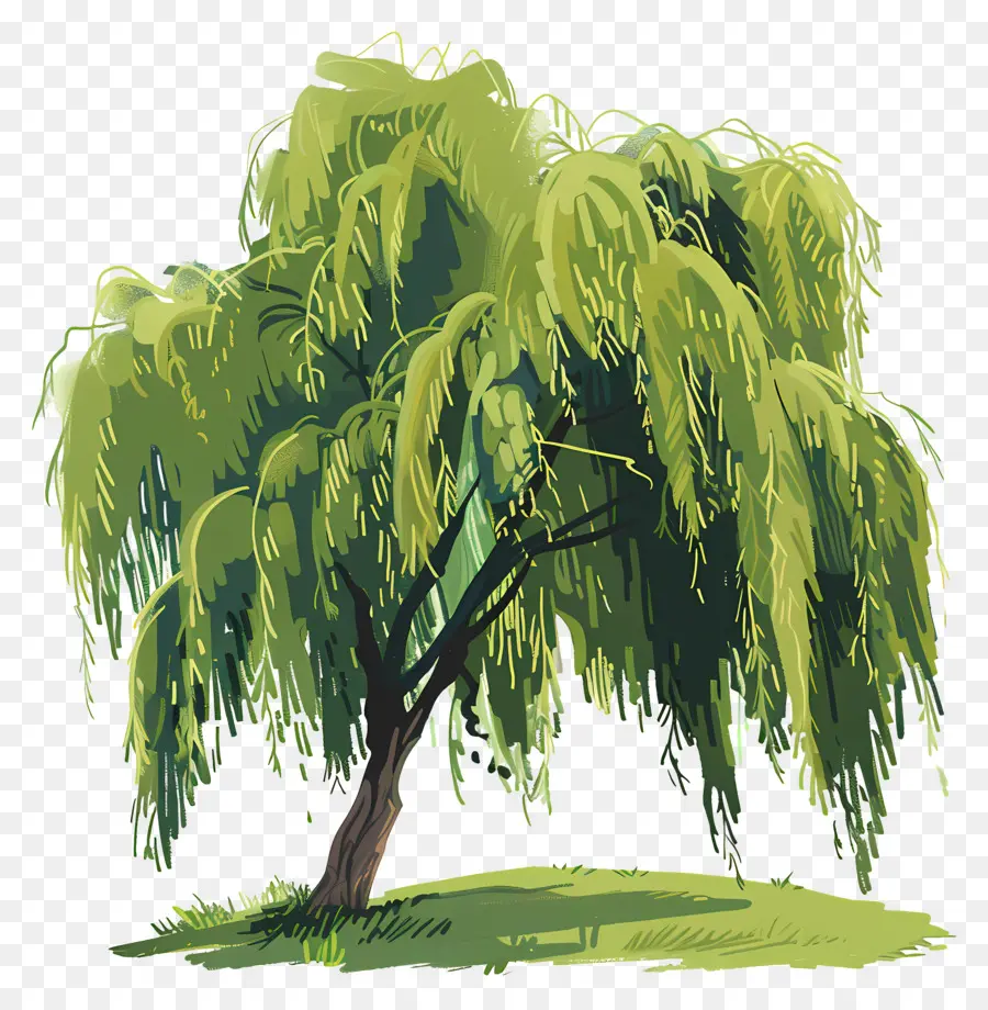 Pohon Willow，Menangis Pohon Willow PNG