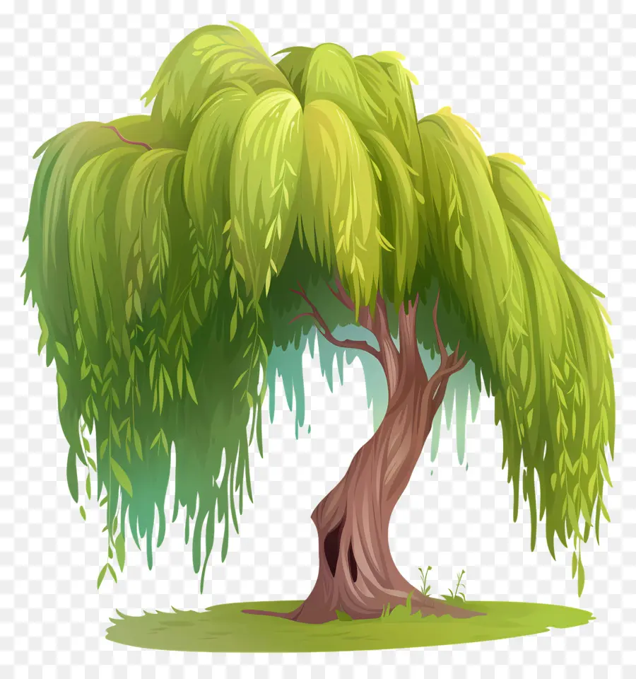 Pohon Willow，Menangis Pohon Willow PNG