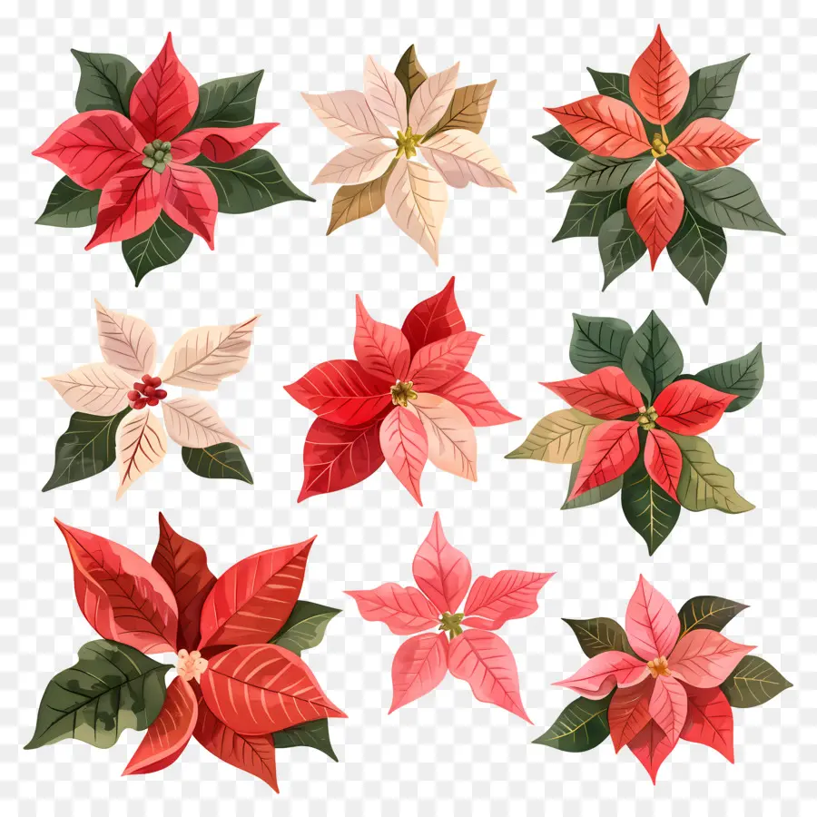 Poinsettia，Merah PNG