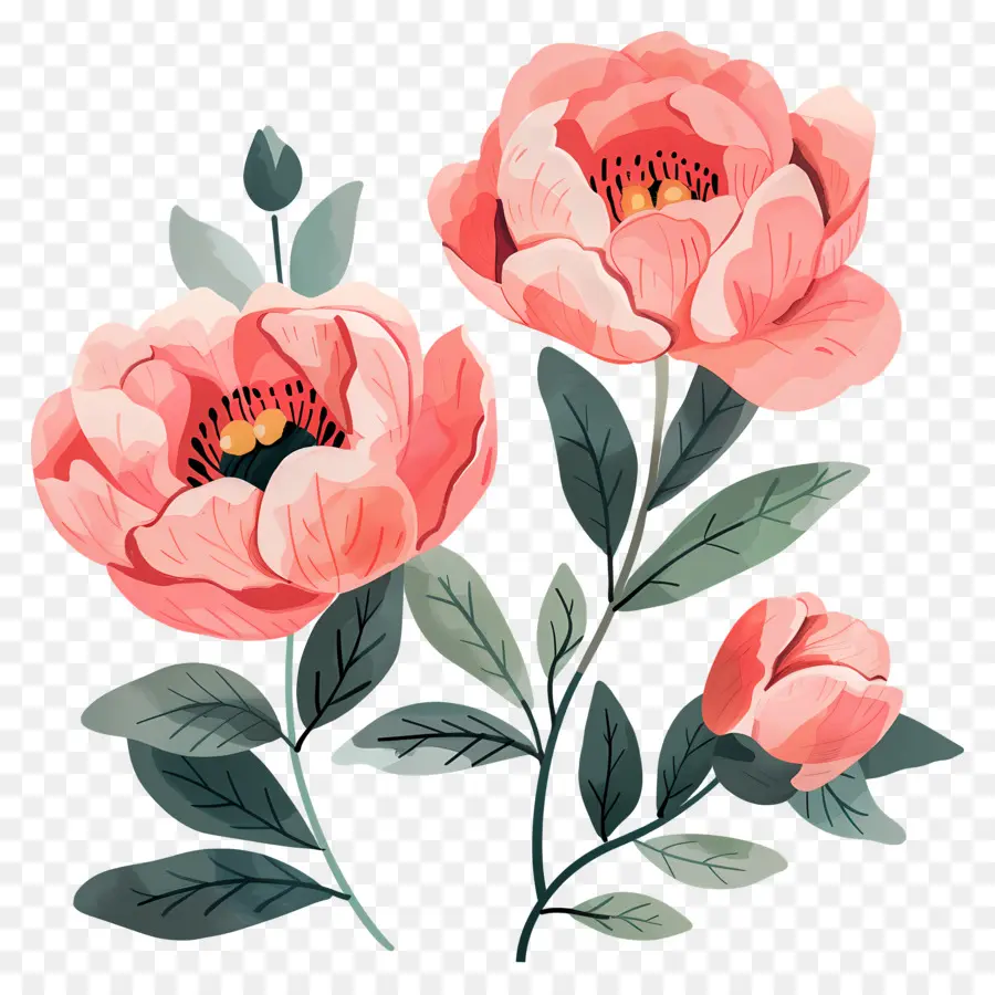 Bunga Peony，Pink Peony PNG