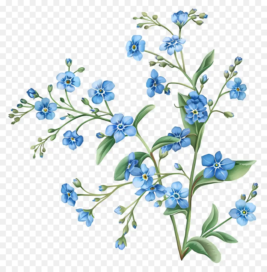 Bunga Bunga Biru，Forget Me Not PNG