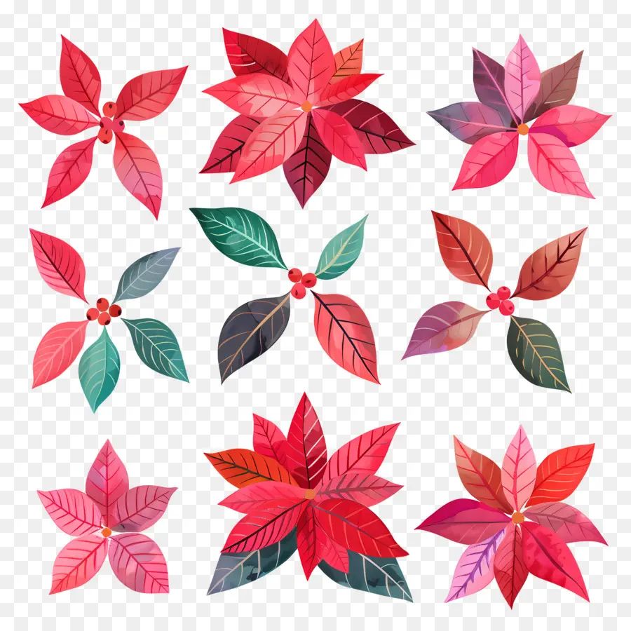 Poinsettia，Matahari Terbenam PNG