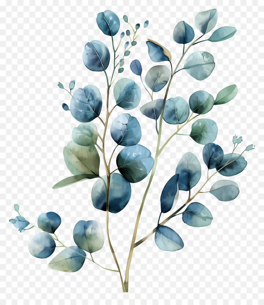 Cabang Eucalyptus，Daun Biru Dan Hijau PNG