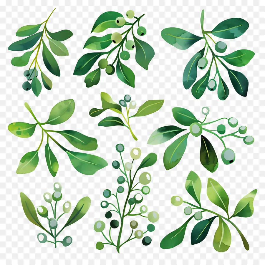 Mistletoe，Daun PNG