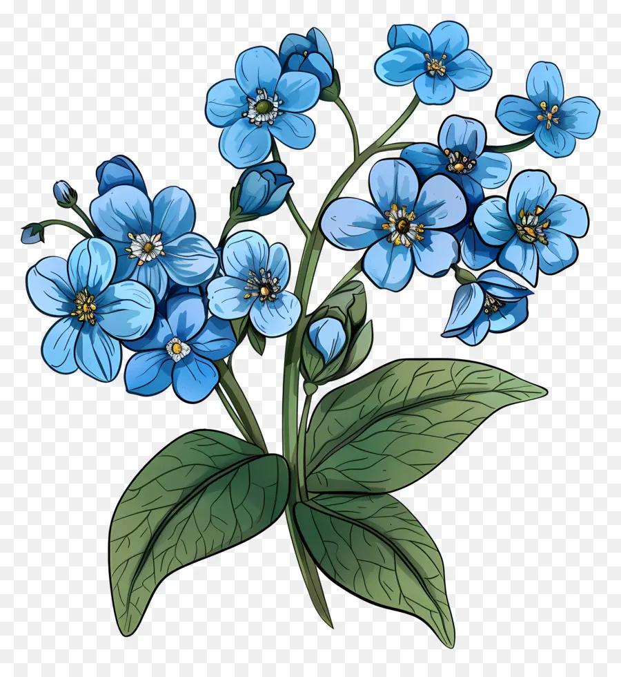 Bunga Bunga Biru，Forget Me Not Bunga PNG