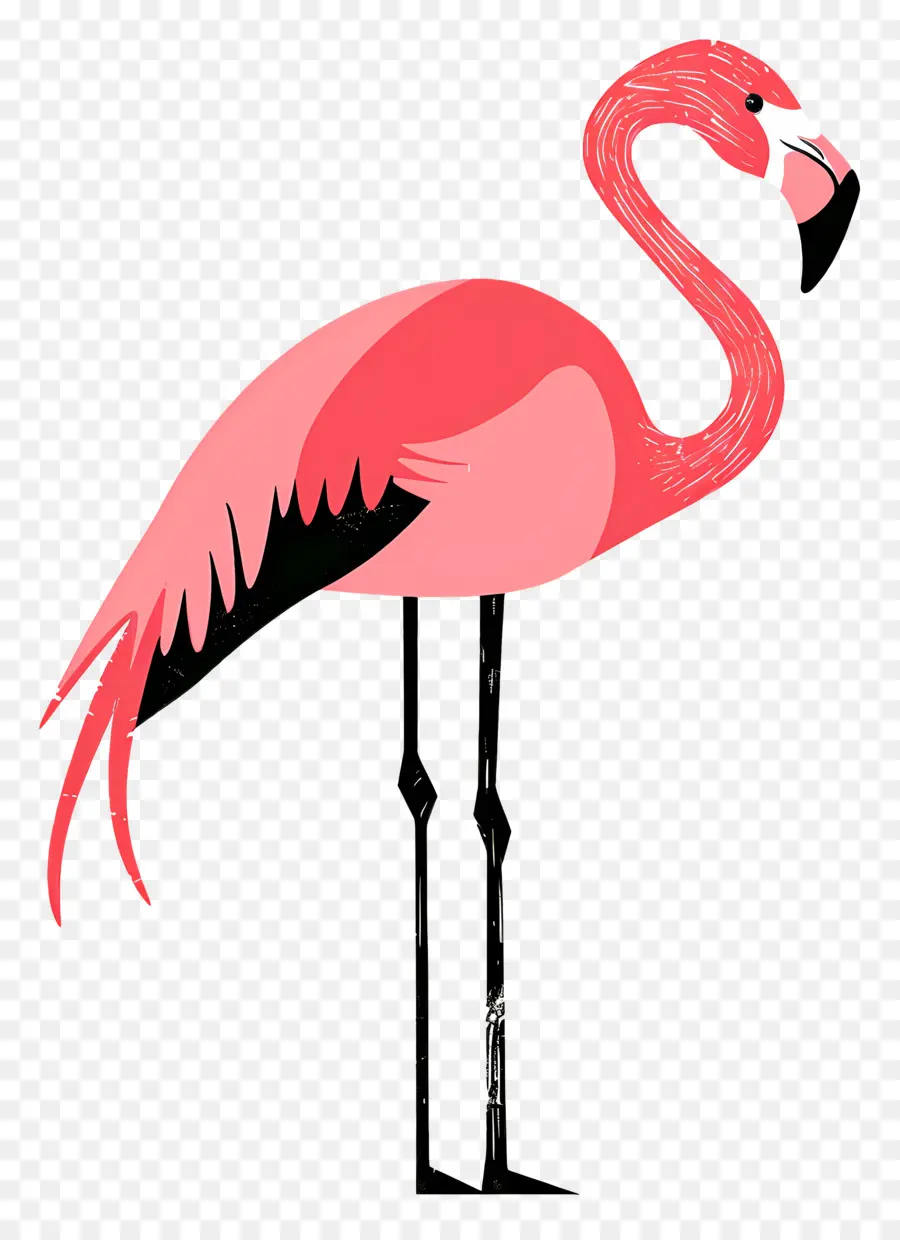 Flamingo，Flamingo Merah Muda PNG