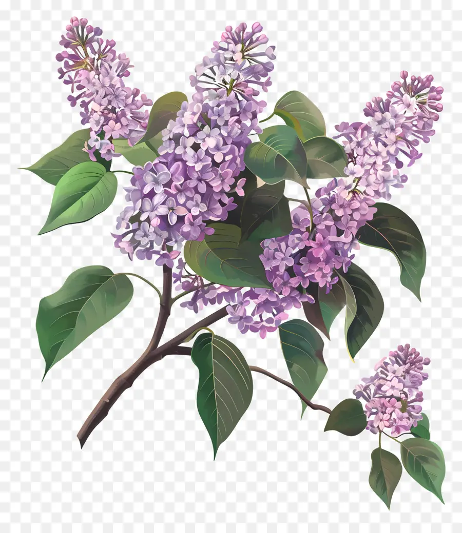 Cina Ungu，Lilac PNG