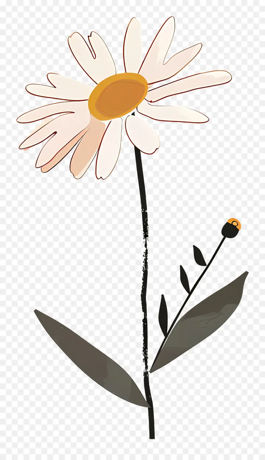 Daisy，Bunga Daisy PNG