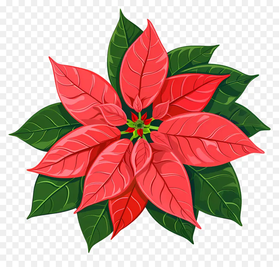 Natal Bunga，Poinsettia PNG