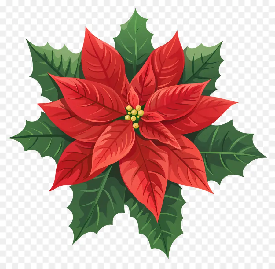 Natal Bunga，Poinsettia PNG