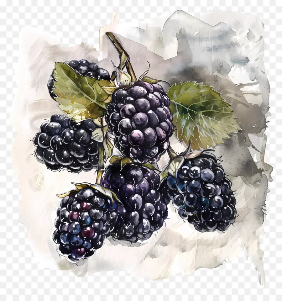 Blackberry，Blackberry Bush PNG