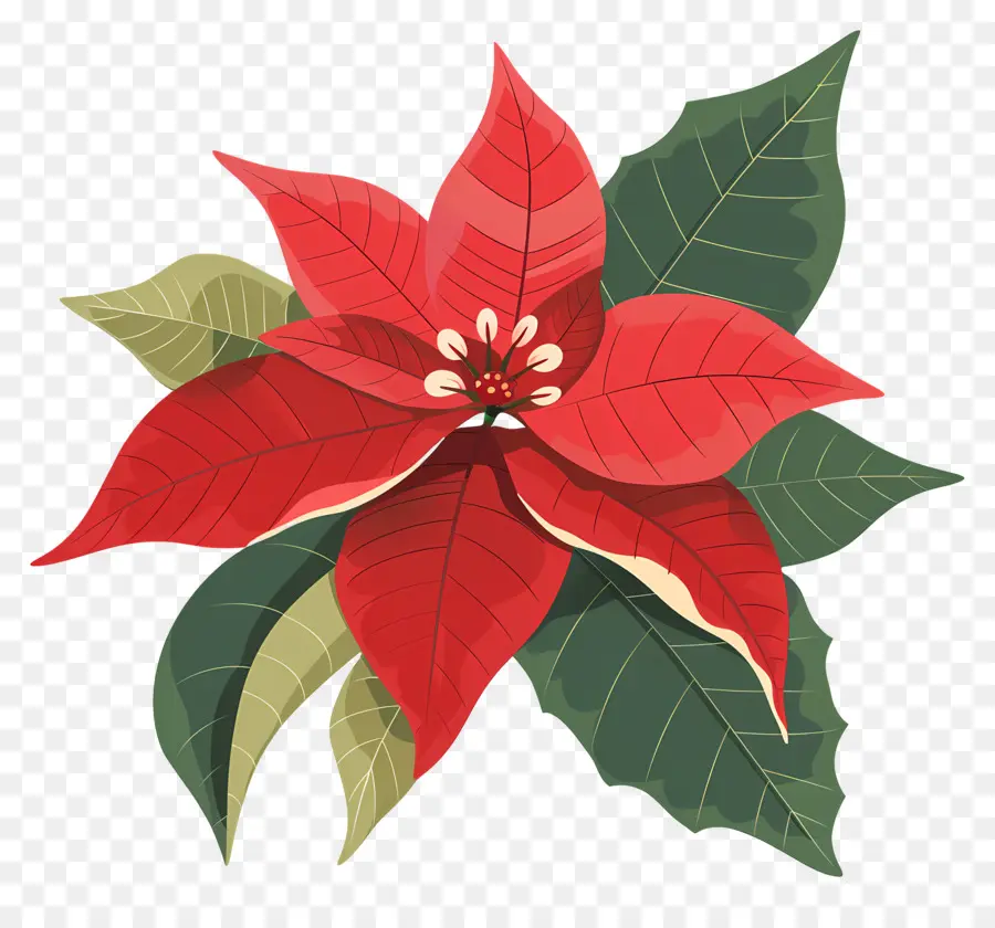 Natal Bunga，Poinsettia PNG