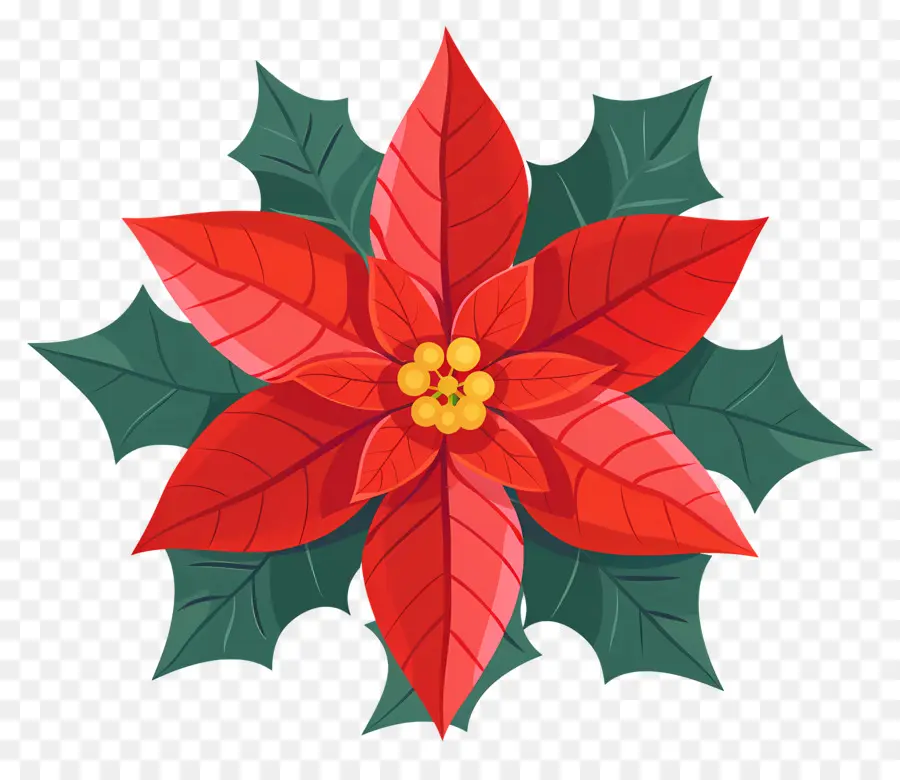 Natal Bunga，Poinsettia PNG