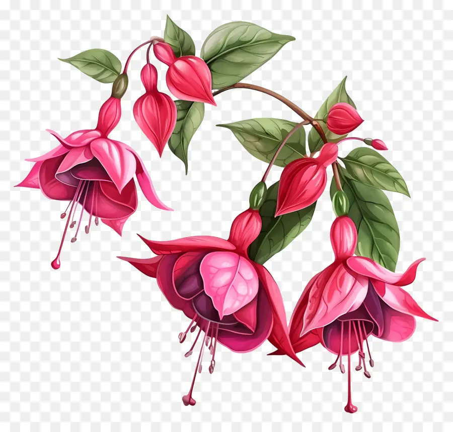 Bunga Fuchsia，Gambar Pensil PNG