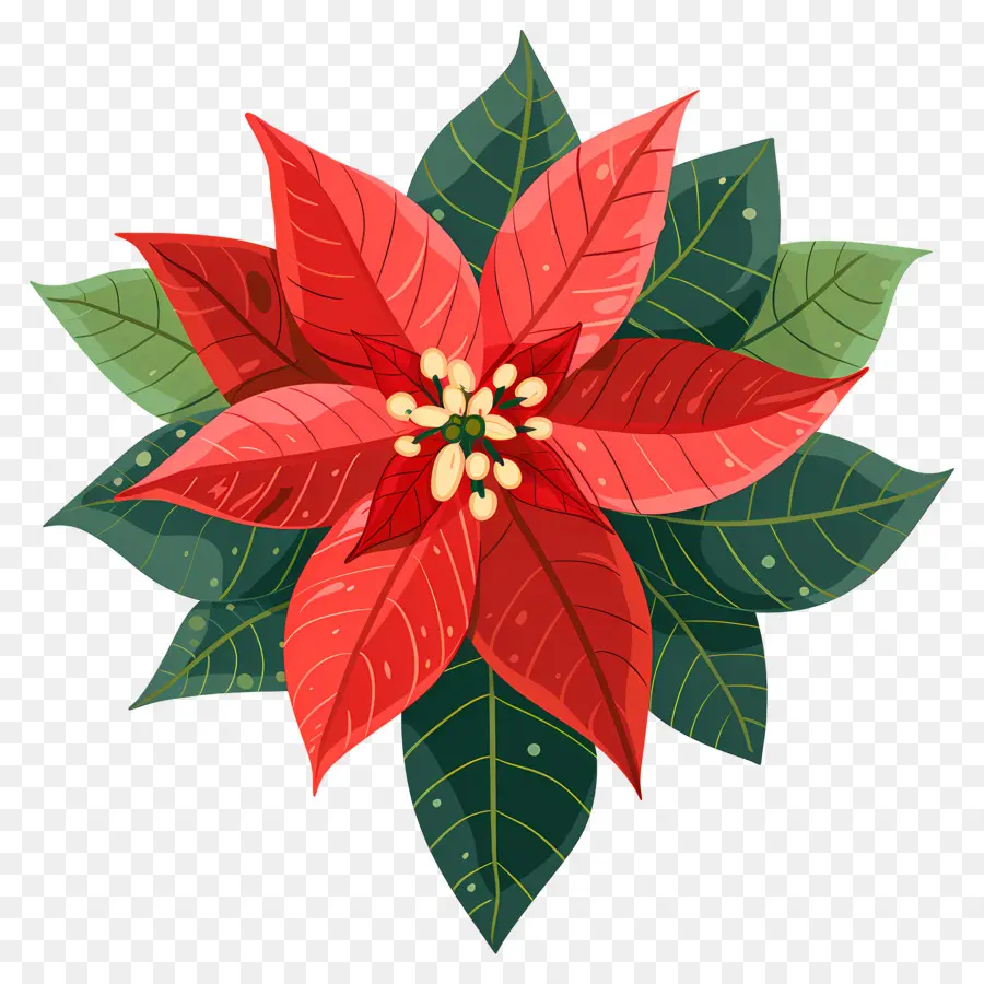 Natal Bunga，Poinsettia PNG