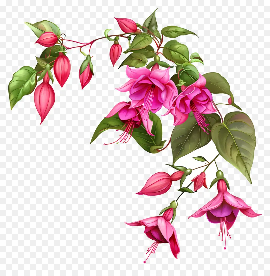 Bunga Fuchsia，Bunga Merah Muda PNG