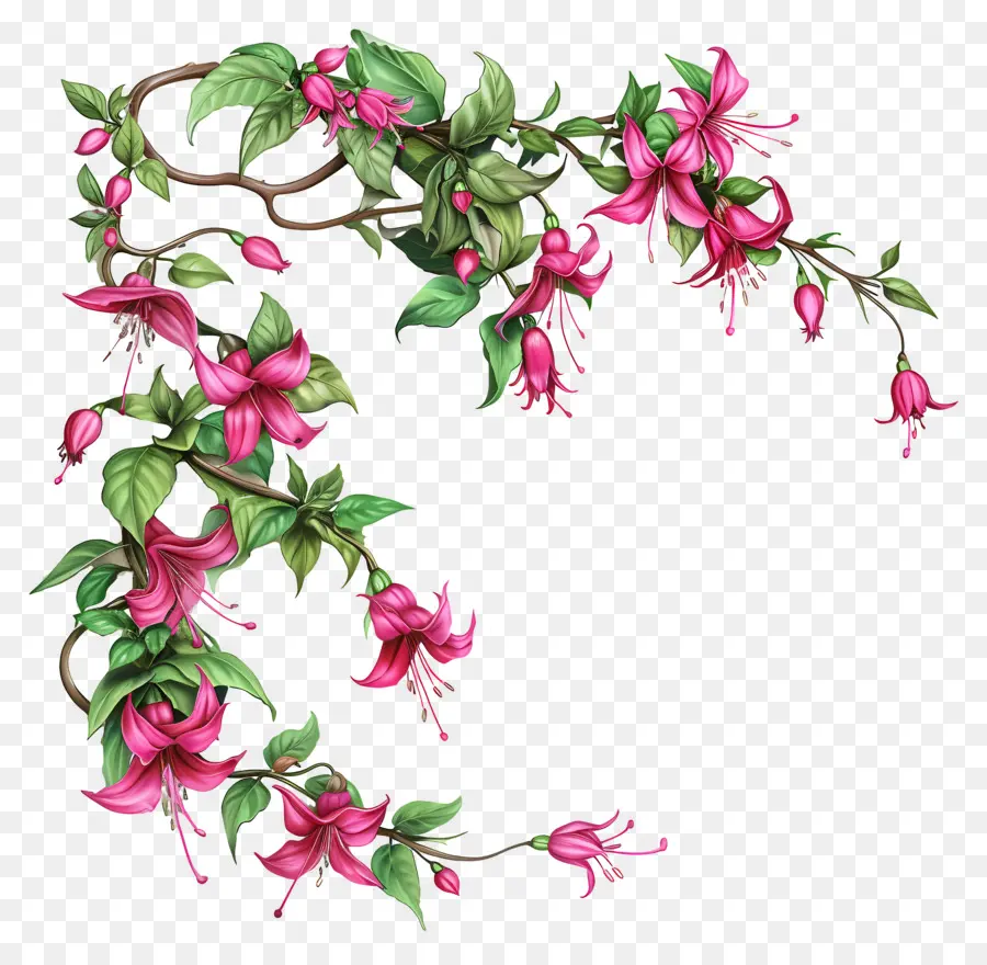 Bunga Fuchsia，Karangan Bunga PNG