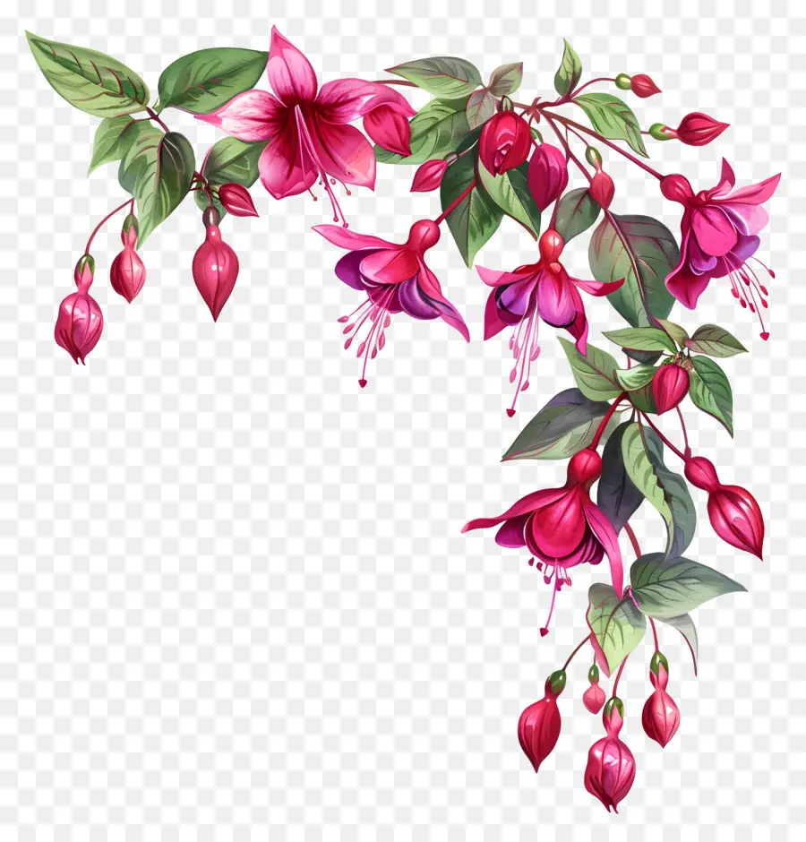 Bunga Fuchsia，Lukisan Cat Air PNG