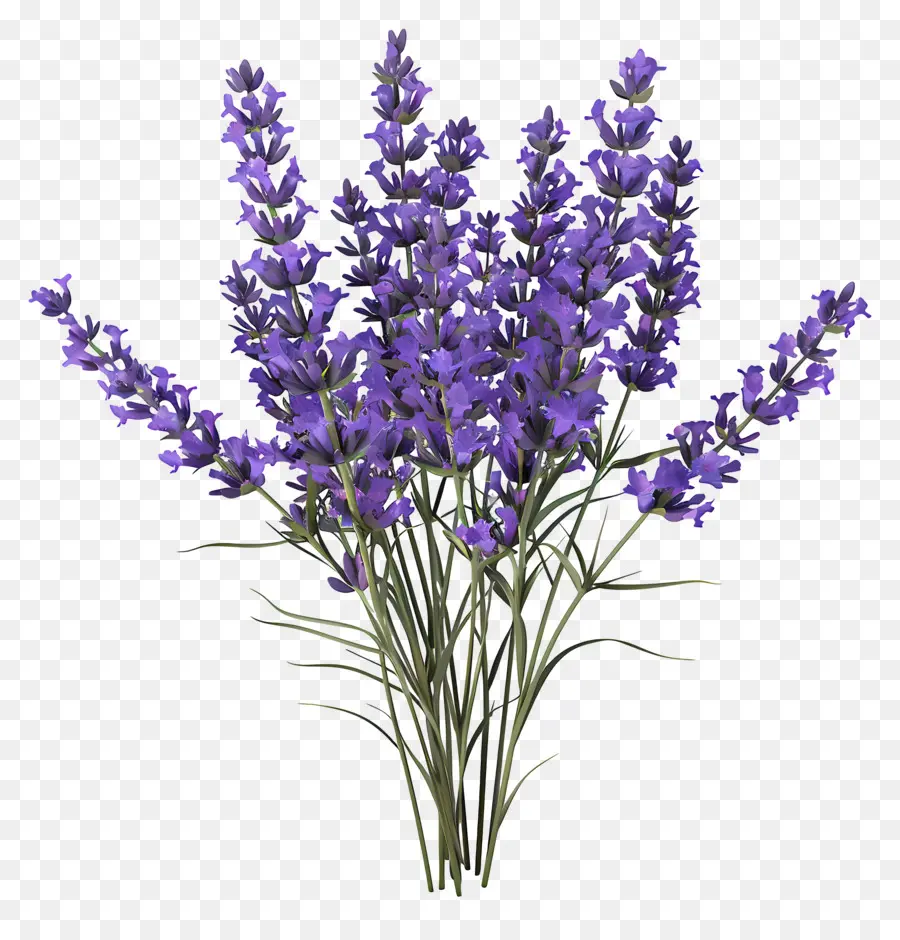 Lavender 3d，Bunga Lavender PNG