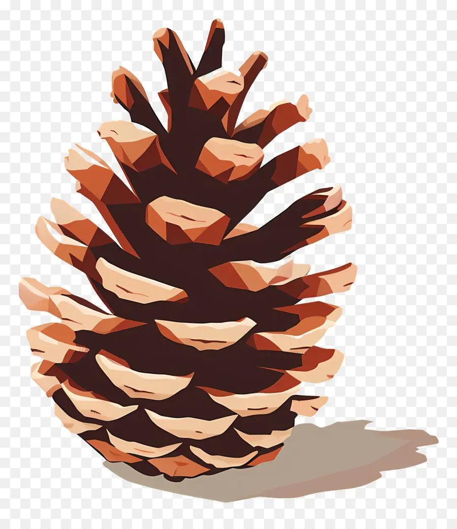 Biji Pinus，Kerucut PNG