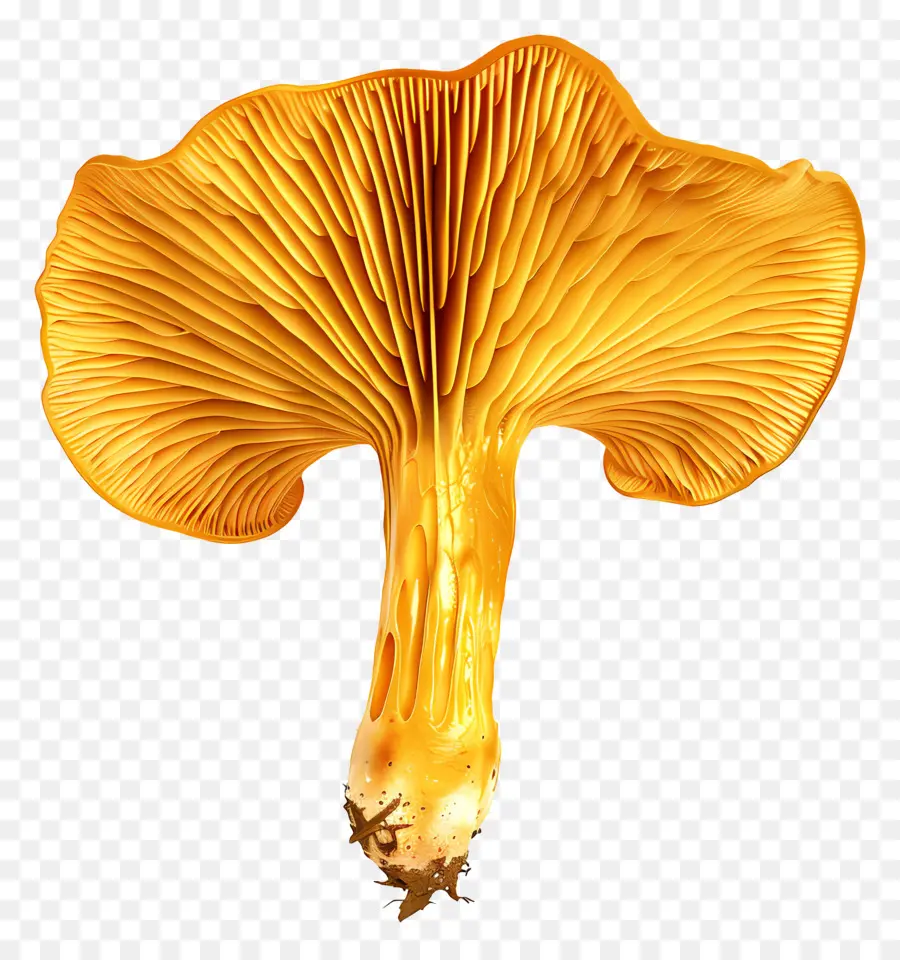 Jamur Chanterelle，Jamur PNG