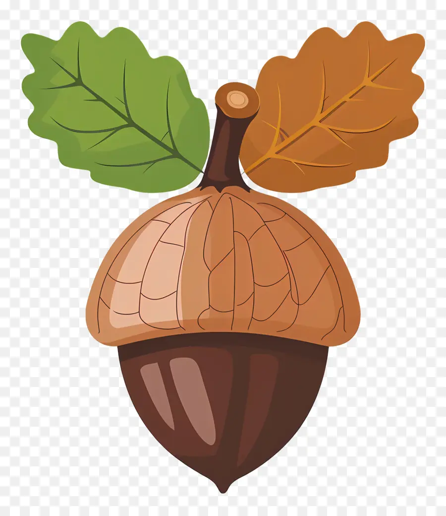 Acorn，Musim Gugur PNG