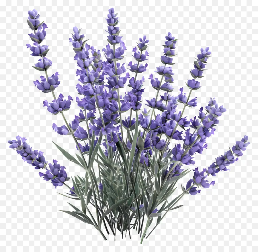 Lavender 3d，Bunga Lavender PNG