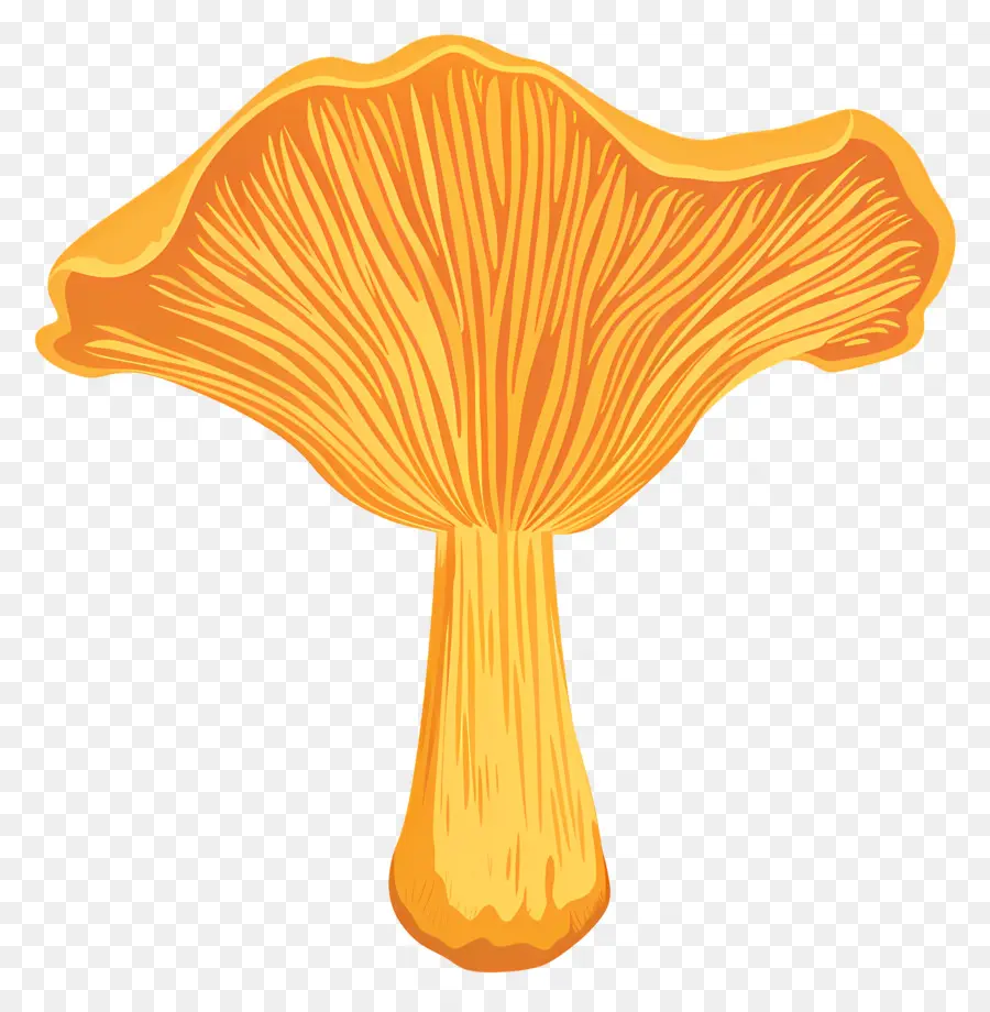 Jamur Chanterelle，Jamur PNG