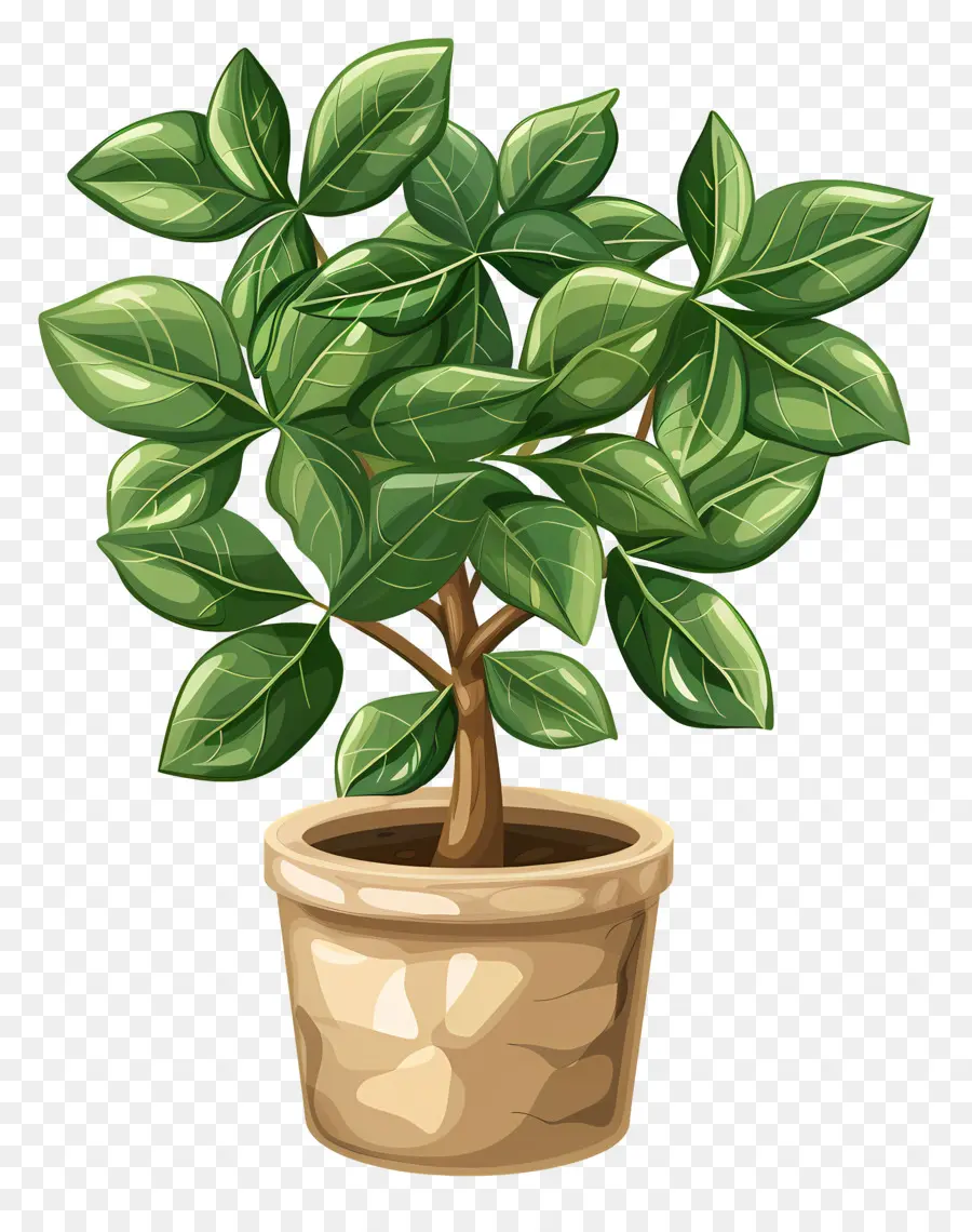 Houseplant Bergelombang，Pabrik PNG