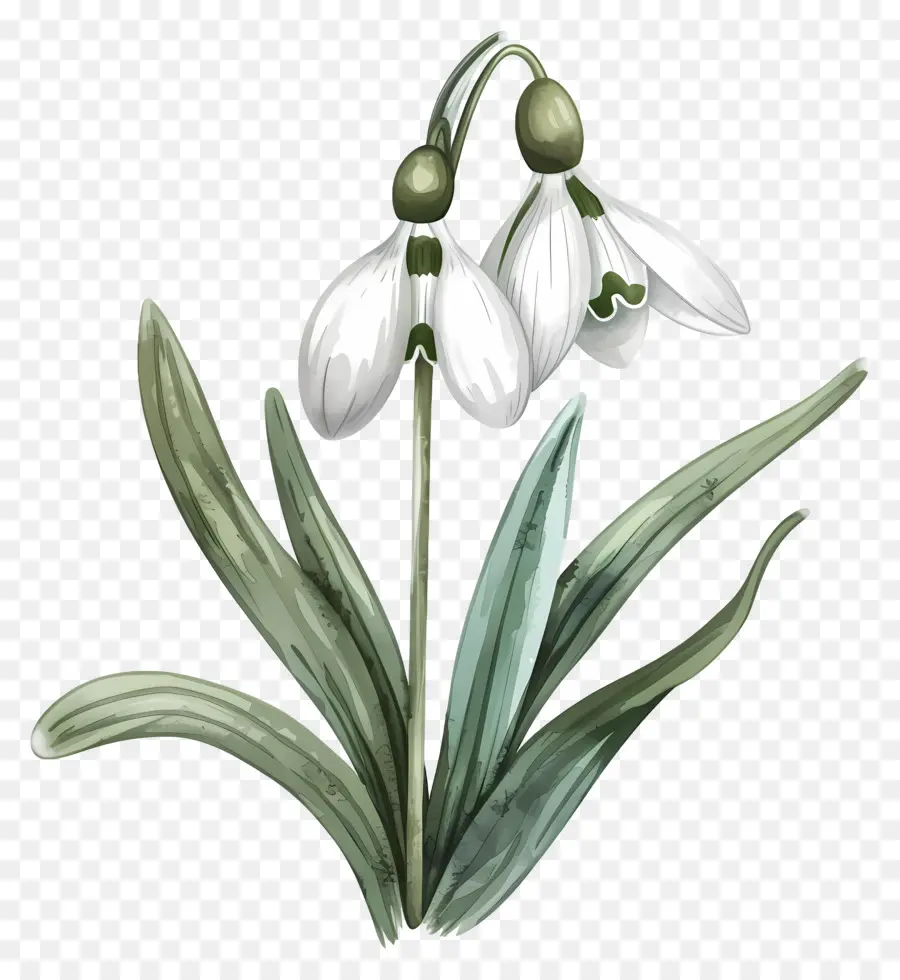 Bunga Snowdrop，Lukisan Cat Air PNG