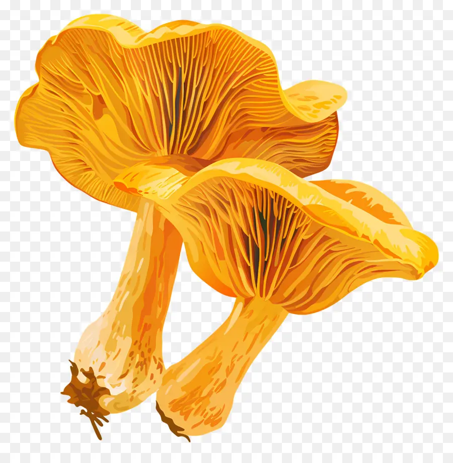 Jamur Chanterelle，Jamur Raksasa PNG